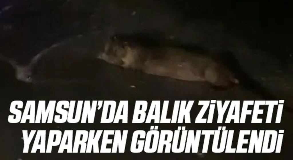 Samsun’da su samuru görüntülendi