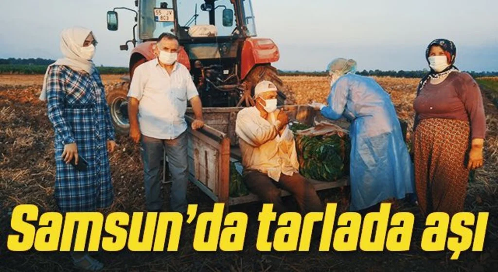 Samsun’da tarlada aşı