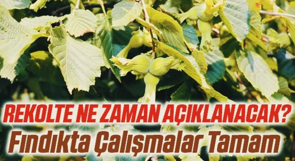 Samsun’un fındık rekolte çalışmaları tamam: Sonucu bakanlık açıklayacak