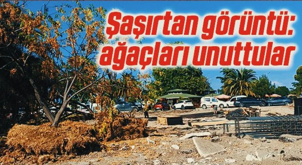 Şaşırtan görüntü: ağaçları unuttular