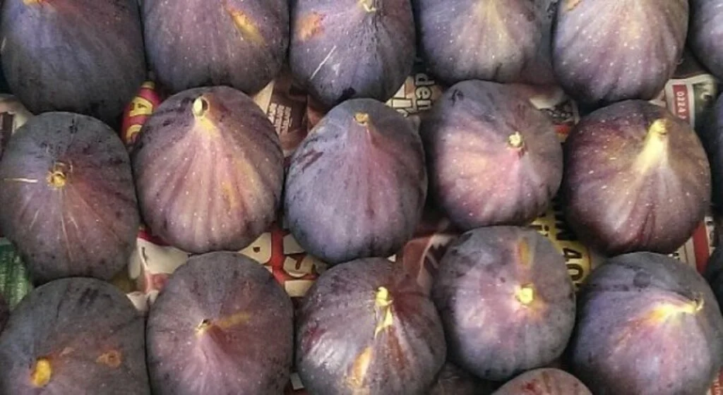 Taze incirin ihracat yolculuğu başlıyor