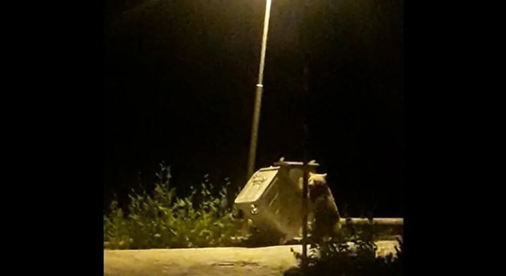 Uludağ'da ayı ailesinin renkli görüntüleri...Köpeği böyle kovaladı