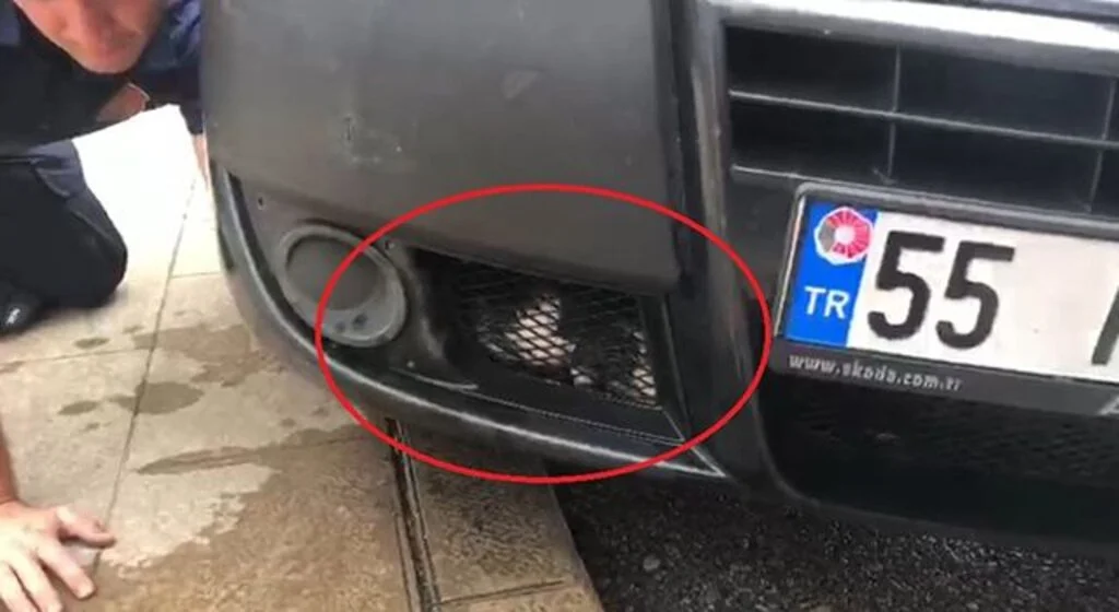 Aracın motor kısmına giren yavru kediyi itfaiye kurtardı