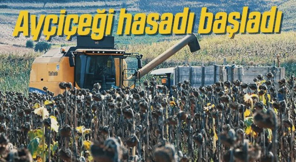 Ayçiçeği hasadı başladı! Çiftçiler Fiyatın Açıklanmasını Bekliyor