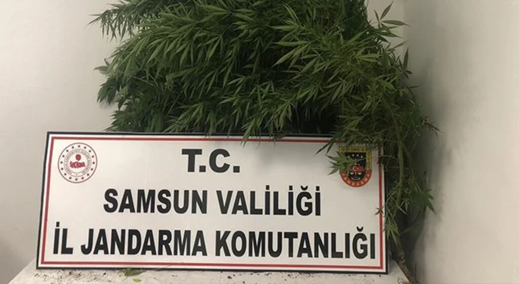 Baba-oğula Hint keneviri gözaltısı
