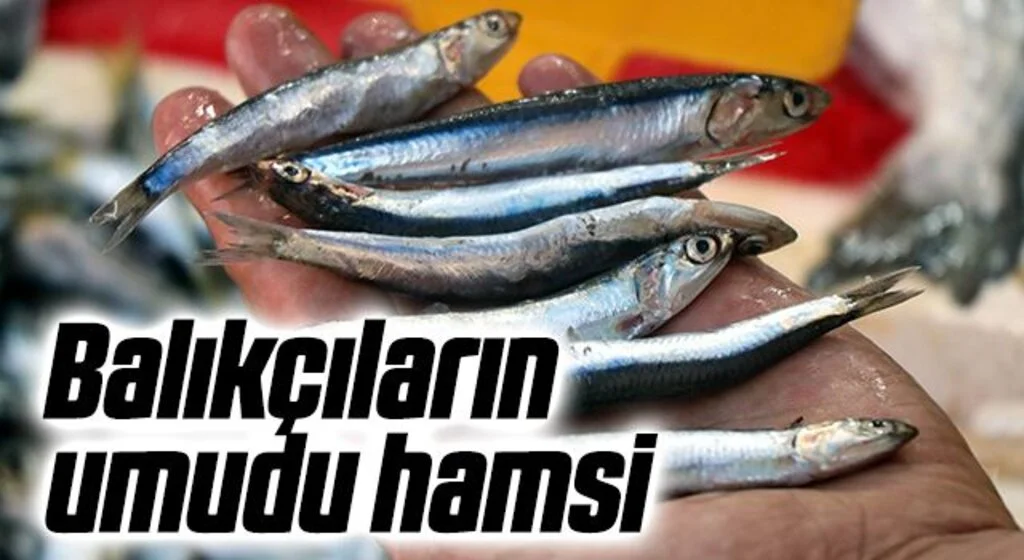 Balıkçıların umudu hamsi, Karadeniz’den kafasını çıkardı