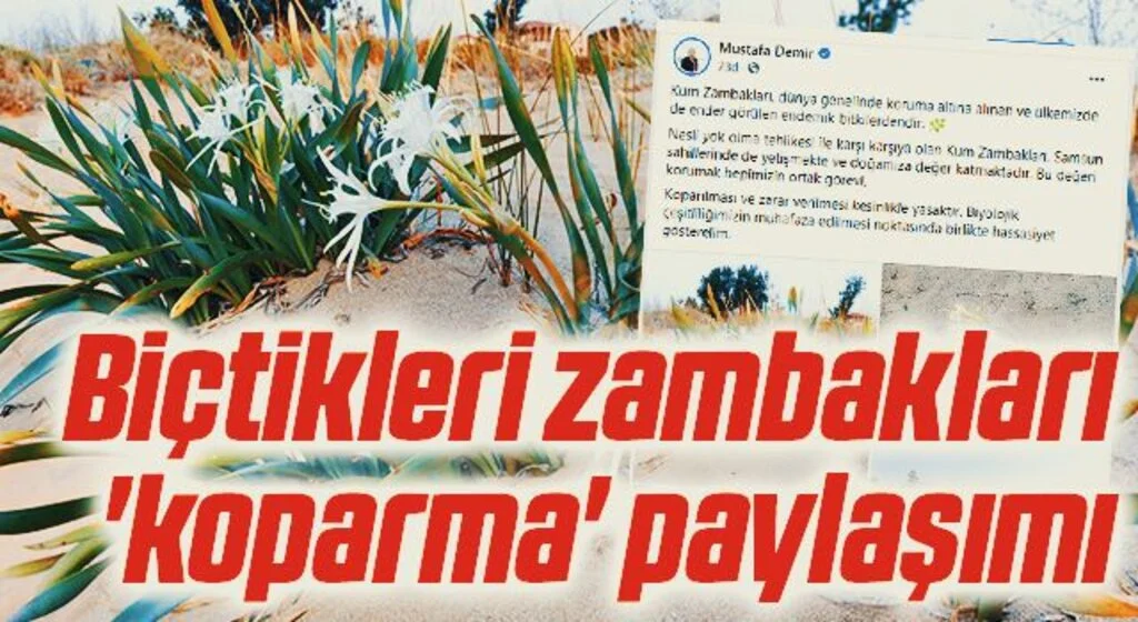 Biçtikleri zambakları 'koparma' paylaşımı