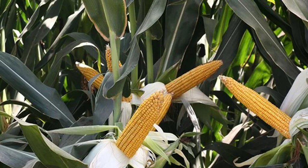 Düzce en çok silajlık mısır üreten şehirler arasında