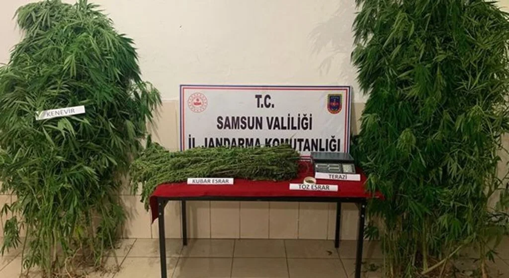 Jandarmadan kenevir ve esrar baskını