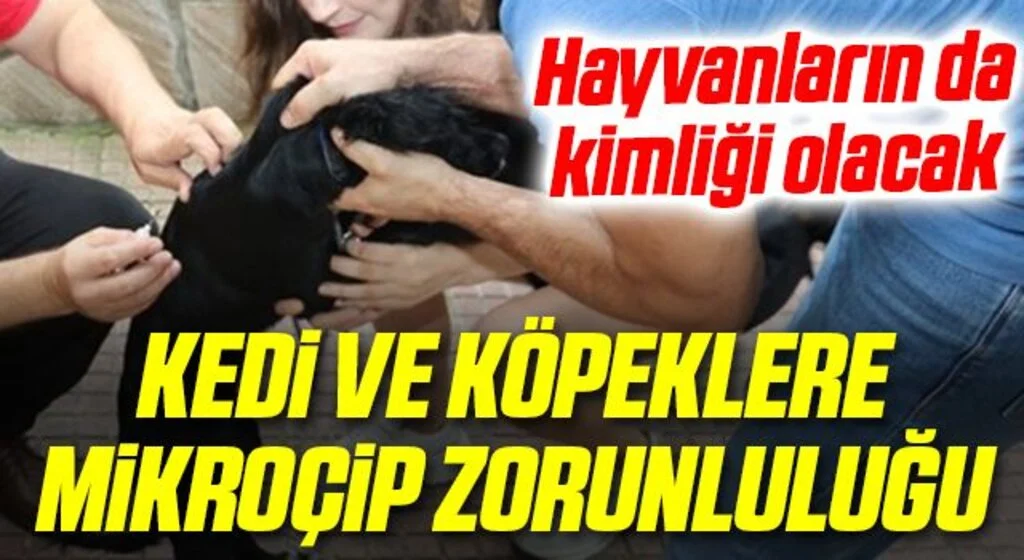 Kedi, köpek ve gelinciklerin kimliklendirilmesi işlemi başladı