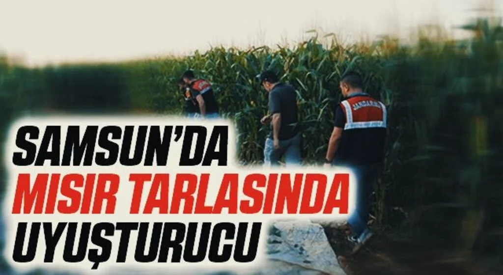 Mısır tarlasında uyuşturucu yetiştiren şahıs tutuklandı