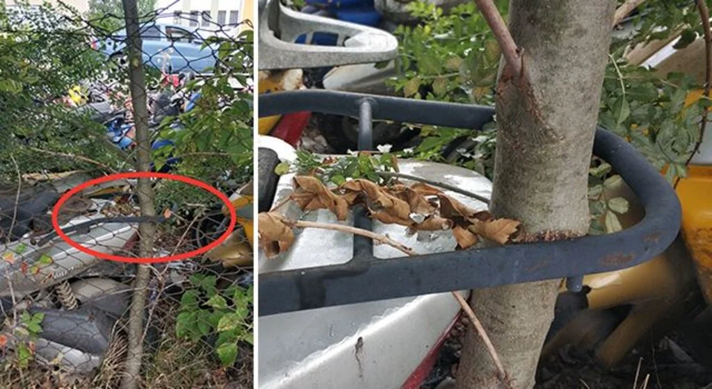 Otoparka terk edilen motosikletin bagaj rafı arasından ağaç büyüdü