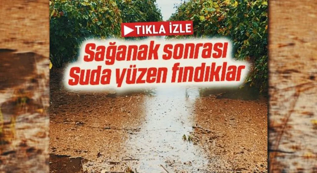 Sağanak Sonra Suda Yüzen Fındıklar