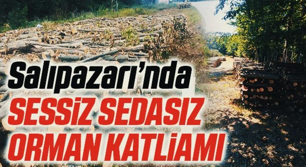 Salıpazarı'nda Sessiz Sedasız Orman Katliamı