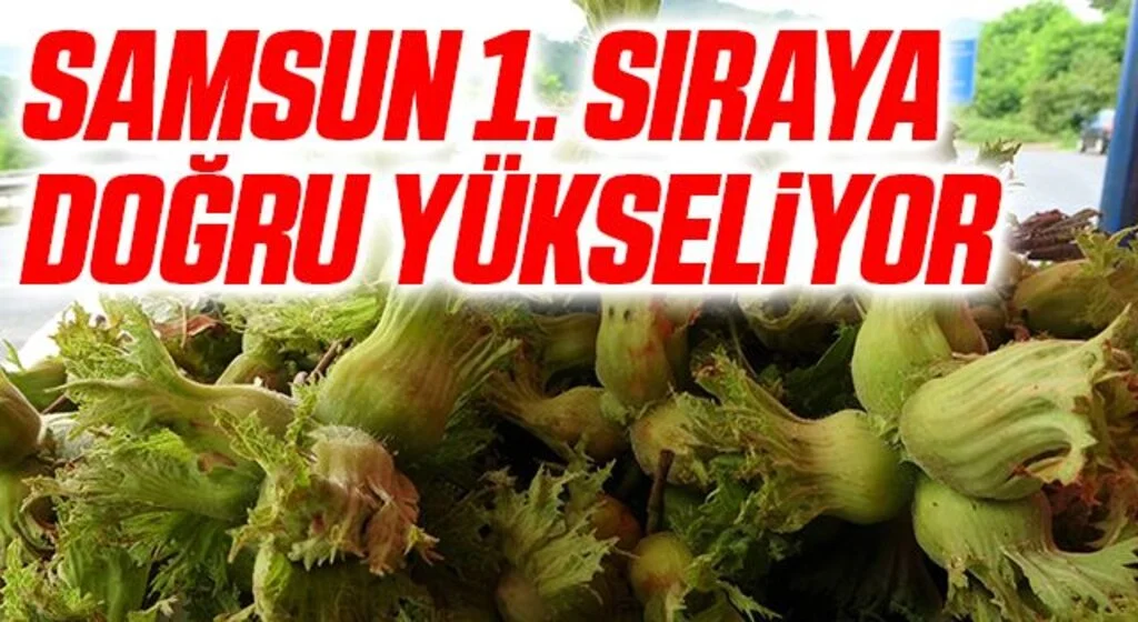 Samsun fındık üretiminde 1. sıraya doğru yükseliyor