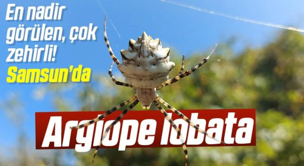 Samsun'da "argiope lobata" örümceği görüntülendi