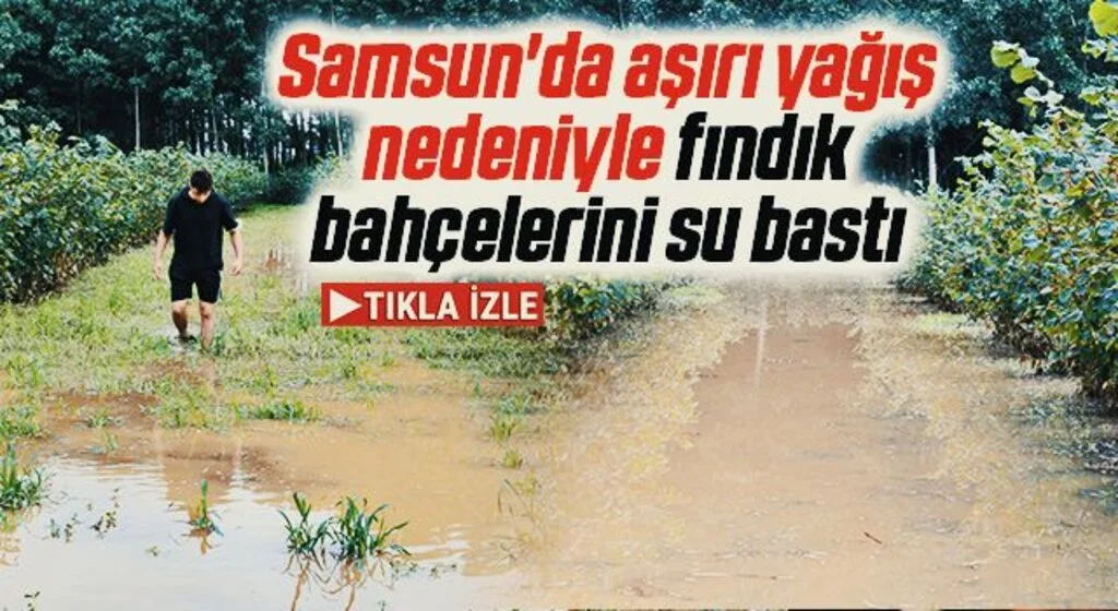 Samsun'da aşırı yağış nedeniyle bazı fındık bahçelerini su bastı