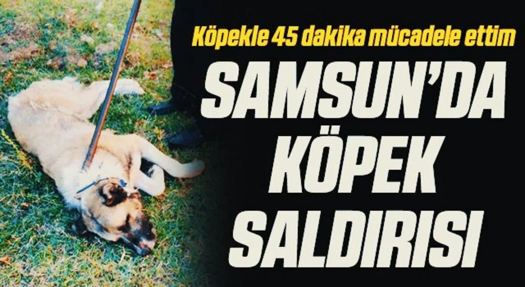 Samsun'da köpeğin saldırısına uğrayan kişi yaralandı