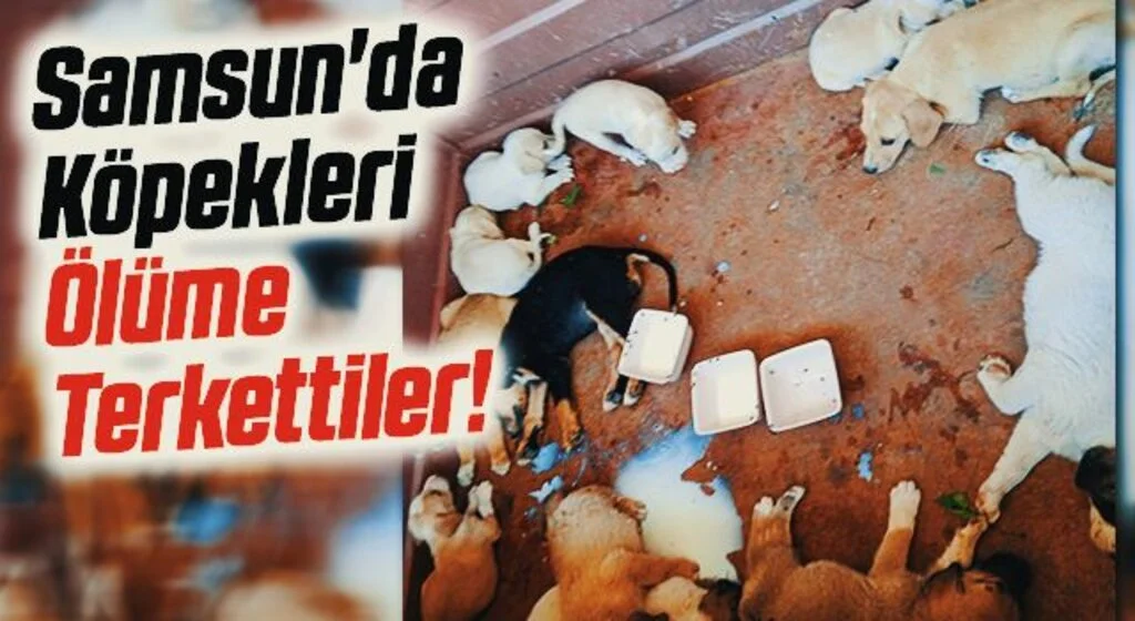 Samsun'da Köpekleri Ölüme Terkettiler!