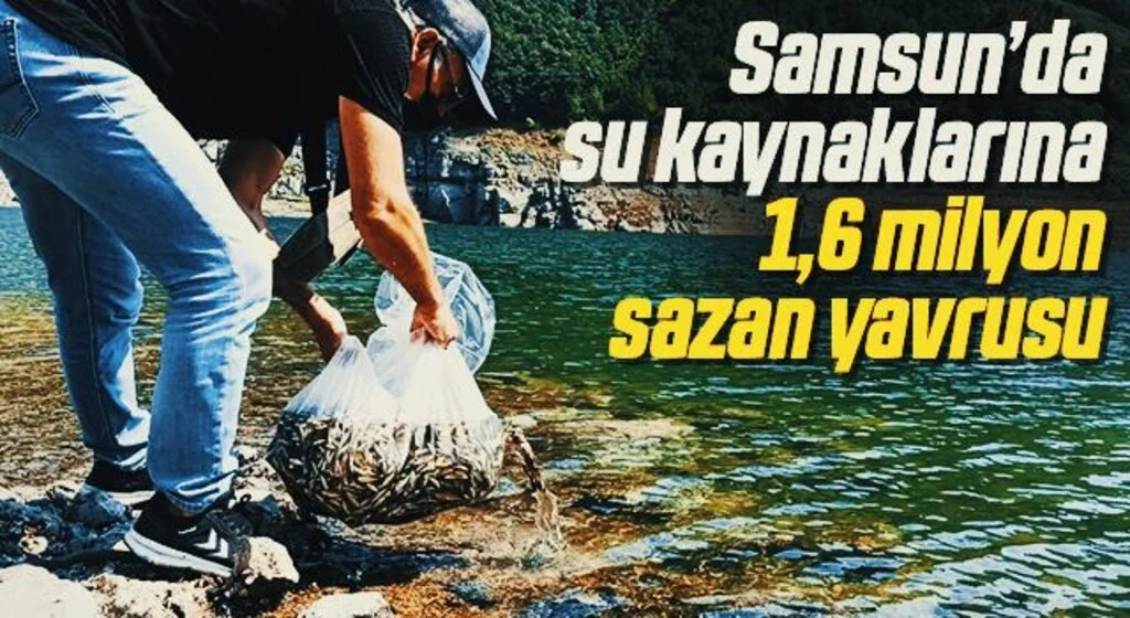 Samsun’da su kaynaklarına 1,6 milyon sazan yavrusu