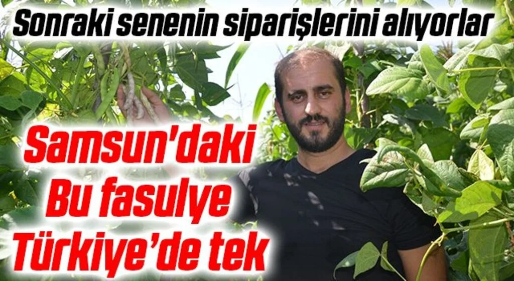 Samsun'daki Bu fasulye Türkiye’de tek