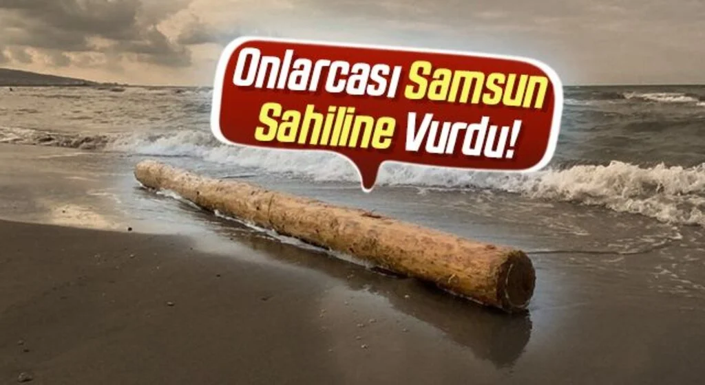 Sinop'ta selin denize sürüklediği tomruklardan onlarcası Samsun'da sahile vurdu