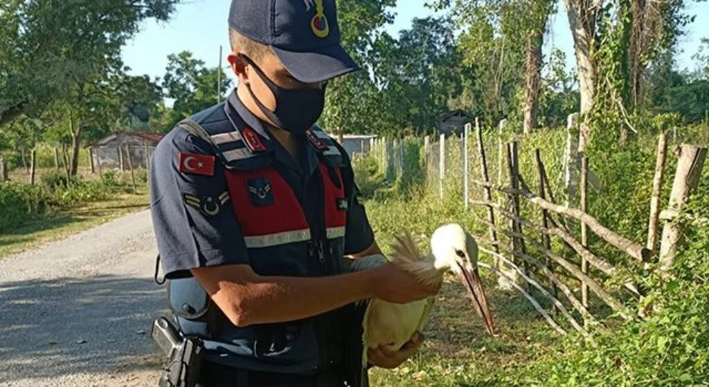 Yaralı leyleğin imdadına jandarma ekipleri yetişti