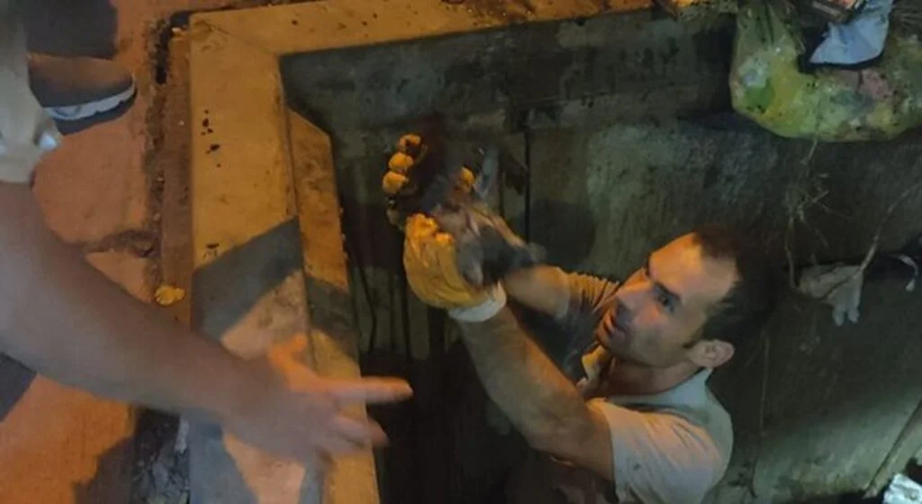 Yavru Kedi Çöp Konteynerına Düştü!