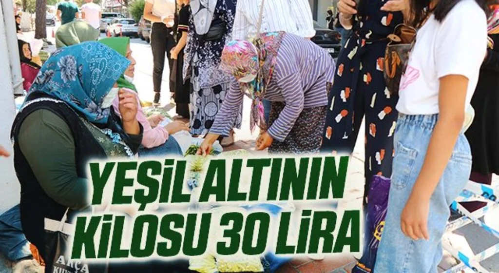 Yeşil altının kilosu 30 lira