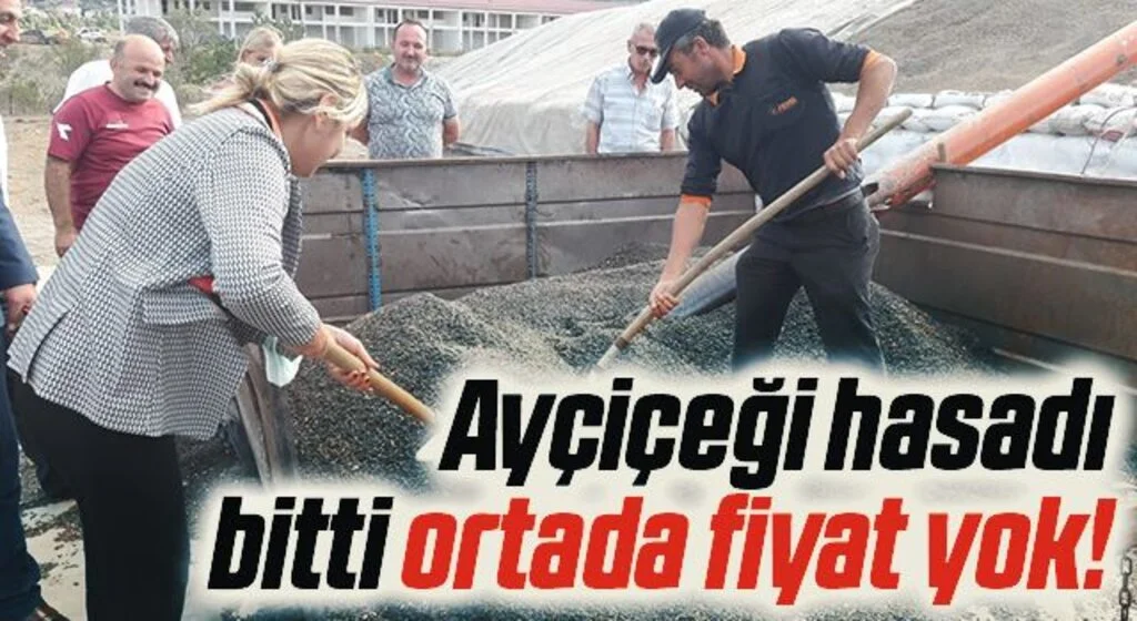 Ayçiçeği hasadı bitti ortada fiyat yok!