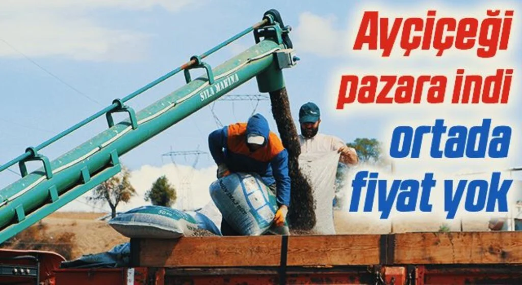 Ayçiçeği pazara indi ortada fiyat yok
