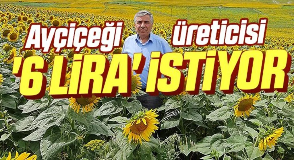 Ayçiçeği üreticisi '6 lira' istiyor