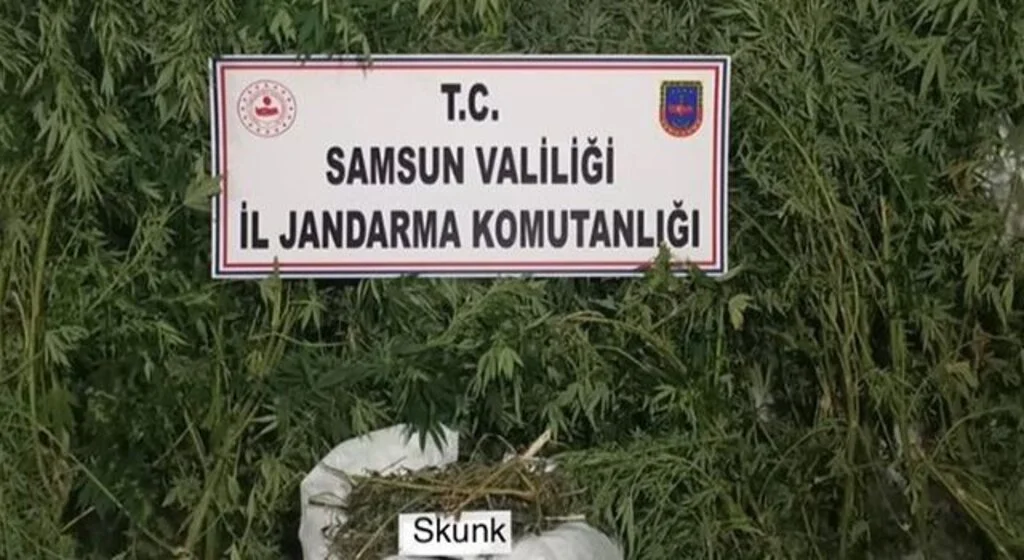 Bafra'da 12 bin 769 gram skunk bitkisi ele geçirildi