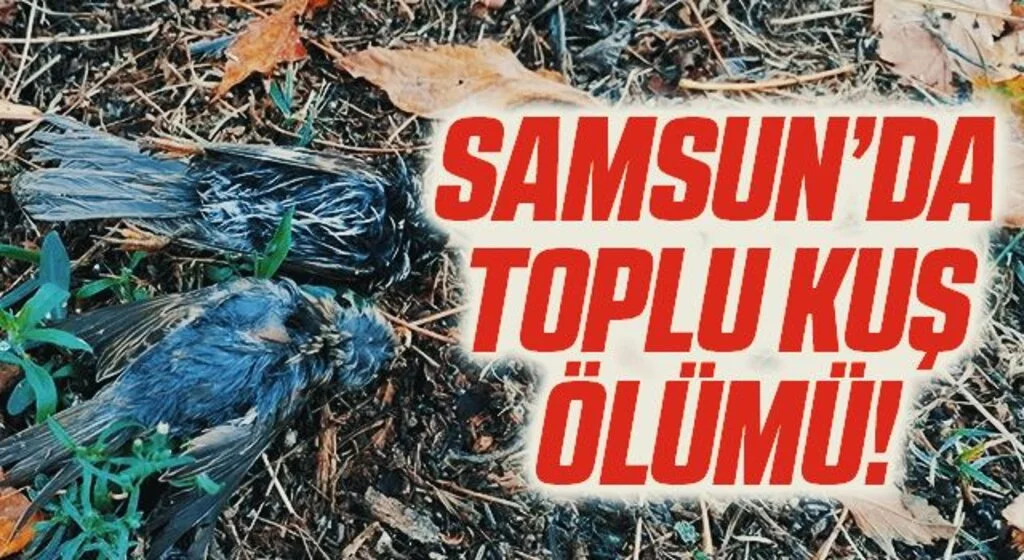 Bafra'da toplu kuş ölümü!