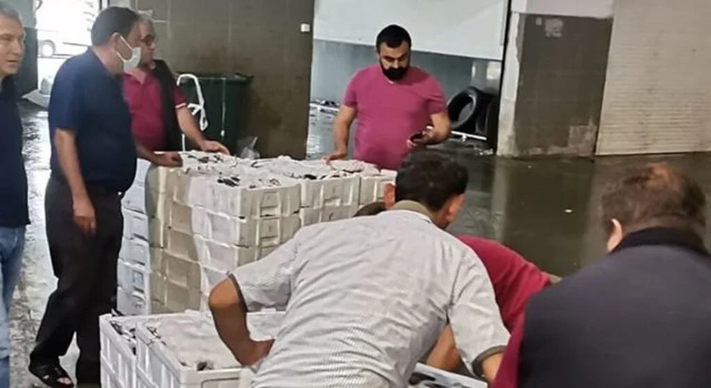 Karadeniz'den balık fışkırdı