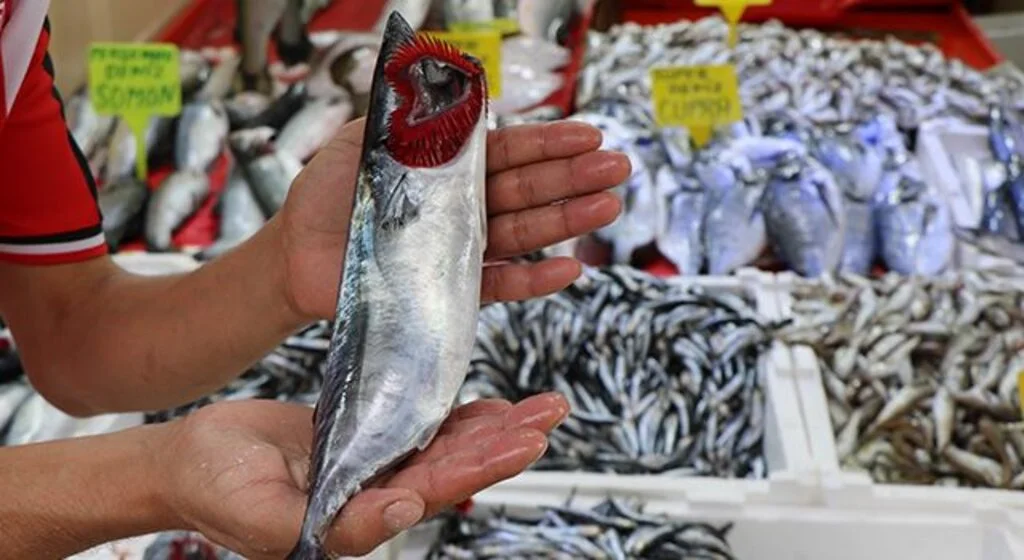 Karadeniz’in nazlı balığı palamuttan iyi haber