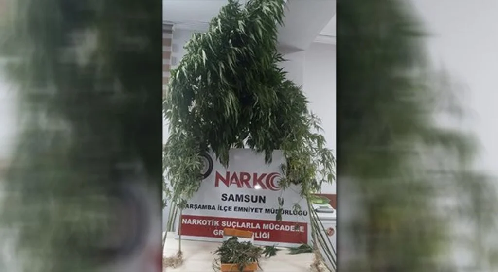 Kubar esrar ve kenevire 1 gözaltı