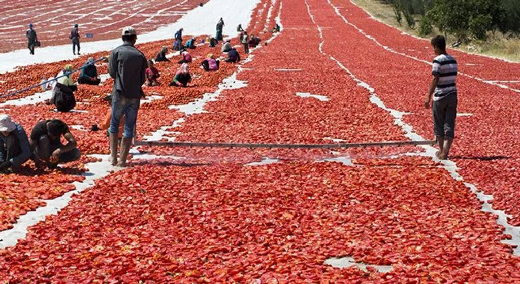 Kuru domates ihracatı 100 milyon dolara koşuyor