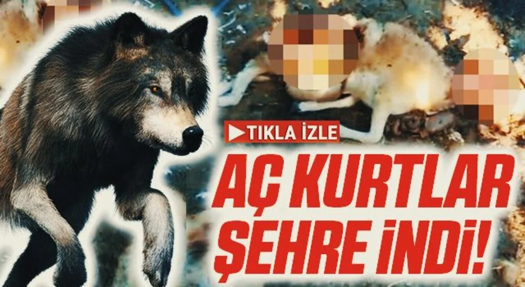 Samsun Bafra Aç kurtlar şehre indi!