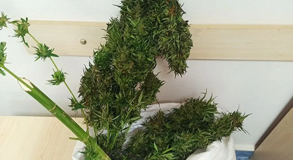 Samsun'da 1 kilo 200 gram skunk bitkisi ele geçirildi