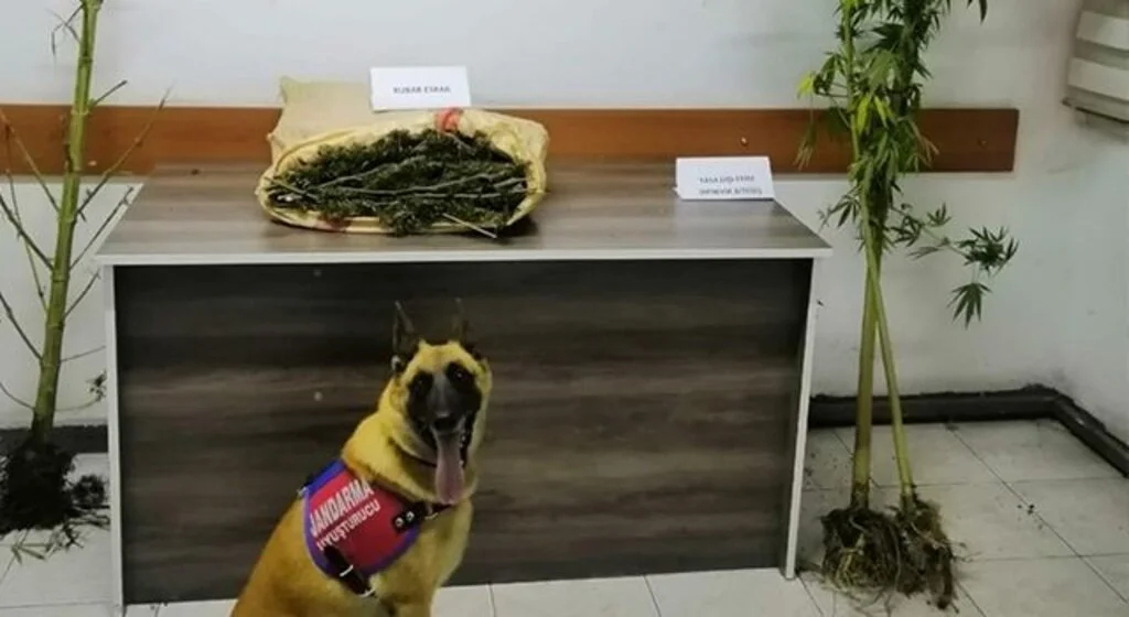 Samsun’da jandarma 2 kilo uyuşturucu madde ele geçirdi