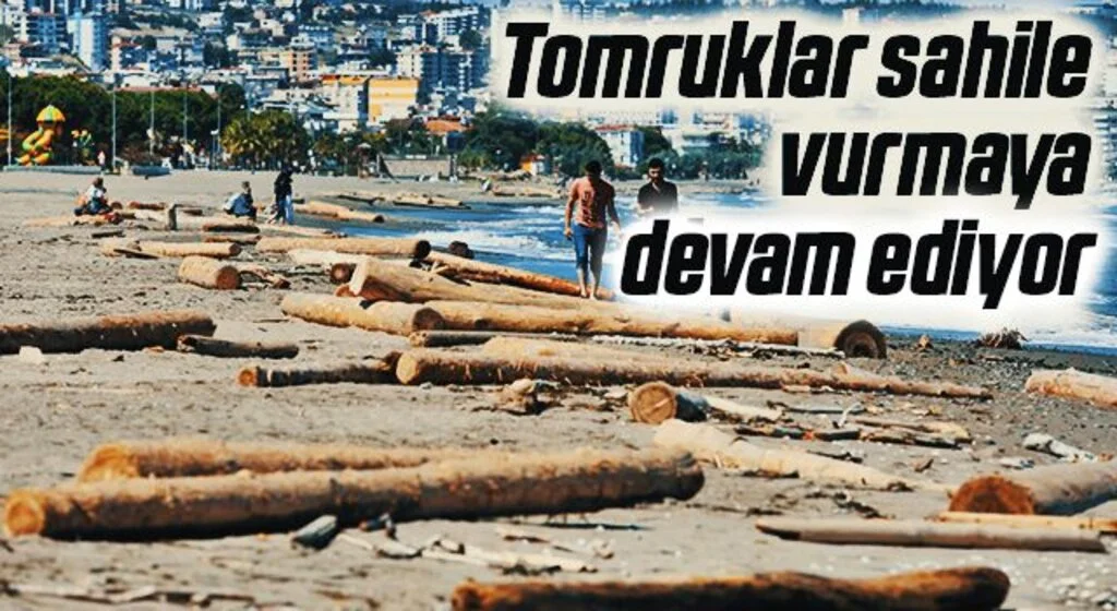 Sinop'ta selin denize sürüklediği tomruklar Samsun sahiline vurdu