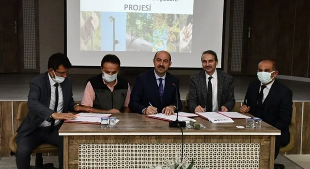 Terme'ye 'örnek fındık bahçeleri' kuruluyor: Kalite ve verim artacak