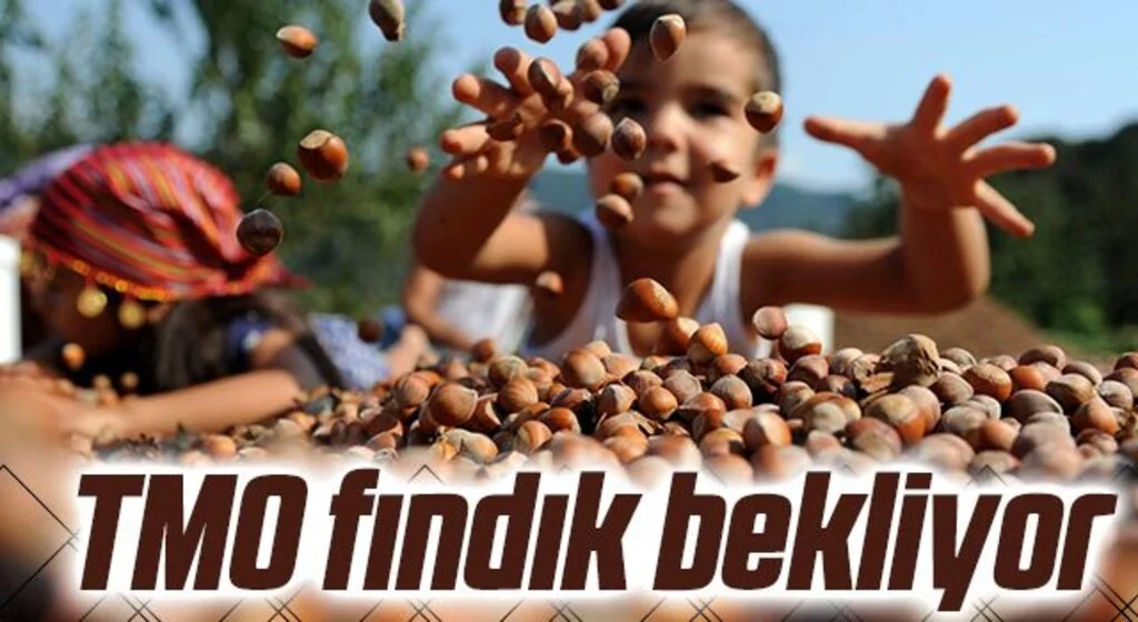 TMO Üreticiden fındık bekliyor