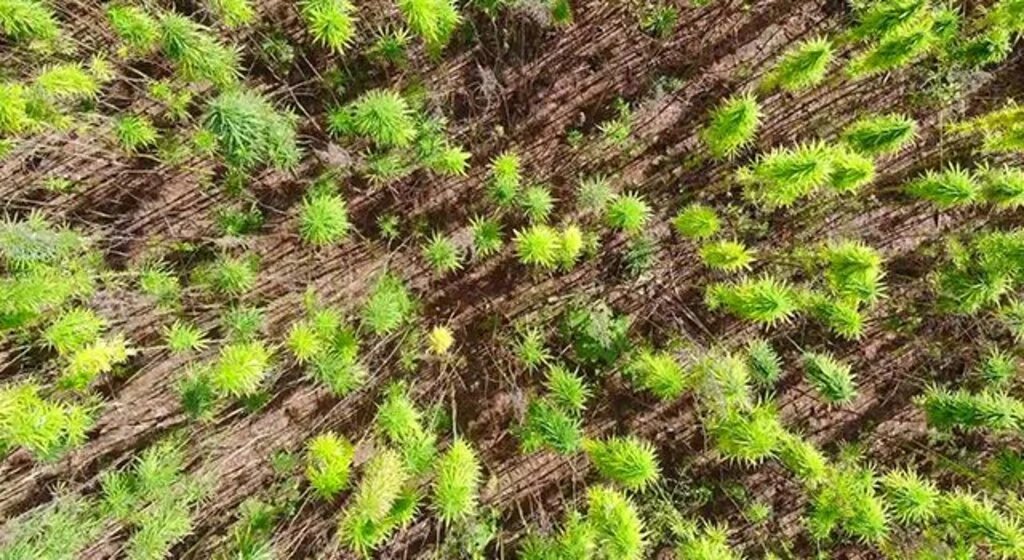 Yerli ve milli kenevirler hasat için gün sayıyor: Boyu 4,5 metreye ulaştı