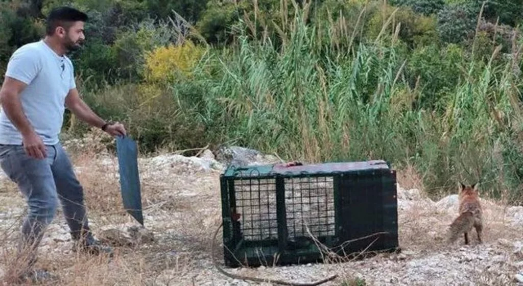 30 Tavuğu Telef Eden Tilkiyi Yakalayıp Öyle Birşey Yaptı Ki...