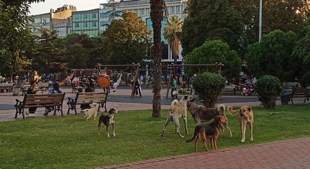 4 Ekim Dünya Hayvanları Koruma Günü