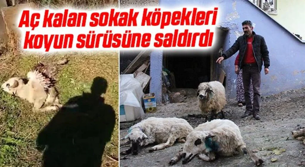 Aç kalan sokak köpekleri, koyun sürüsüne saldırdı