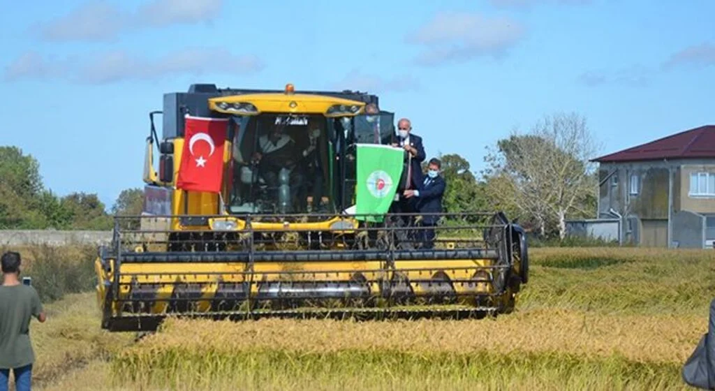 Bafra Ovası'nda Çeltik Hasat Şenliği
