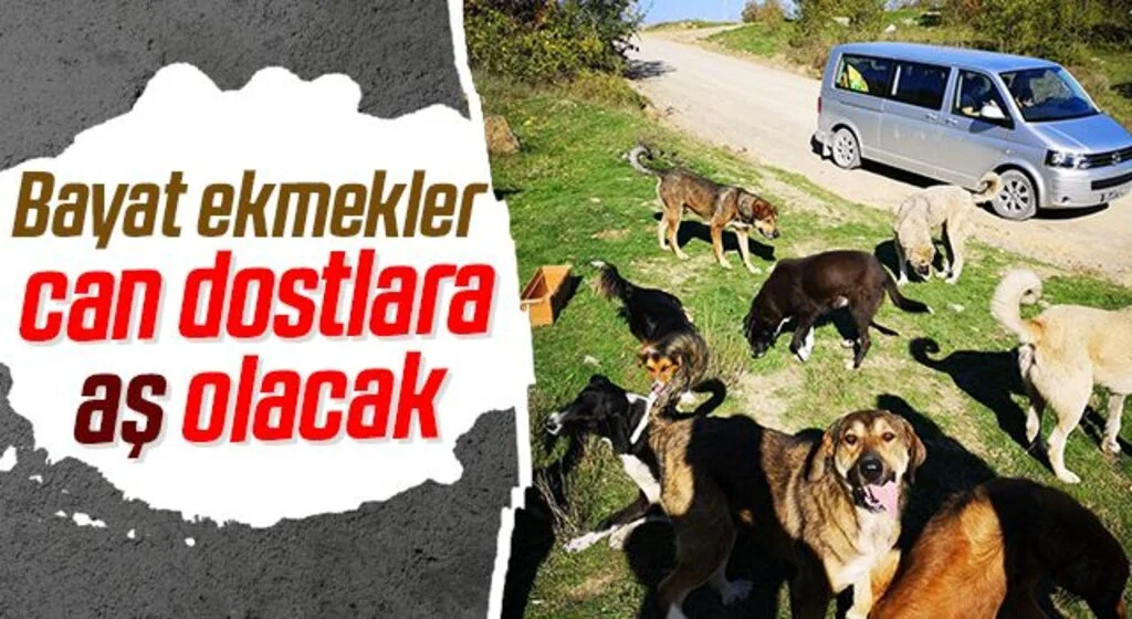 Bayat ekmekler can dostlara aş olacak